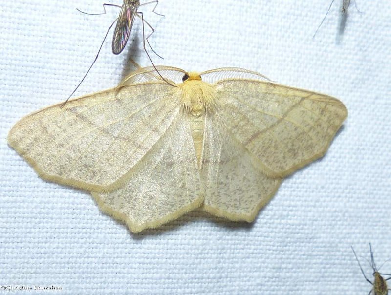 Straw besma moth (Besma endropiaria), #6884