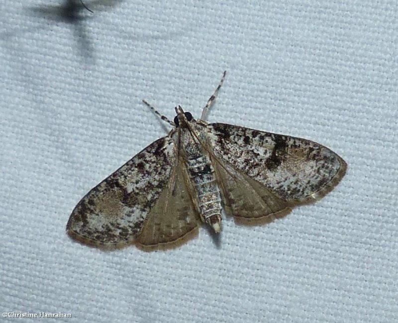 Splendid palpita moth (Palpita magniferalis, #5226