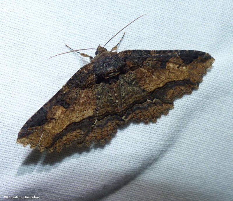 Colourful zale moth (Zale minerea), #8697