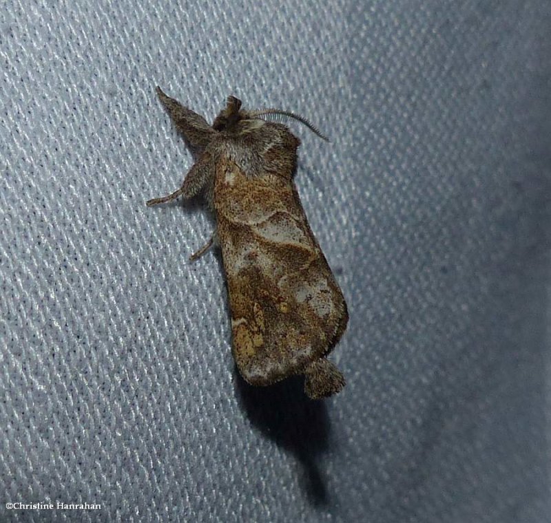 Striped chocolate tip moth (Clostera strigosa),  7898