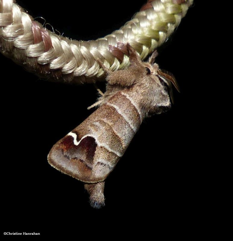 Sigmoid prominent moth  (Clostera albosigma), #7895