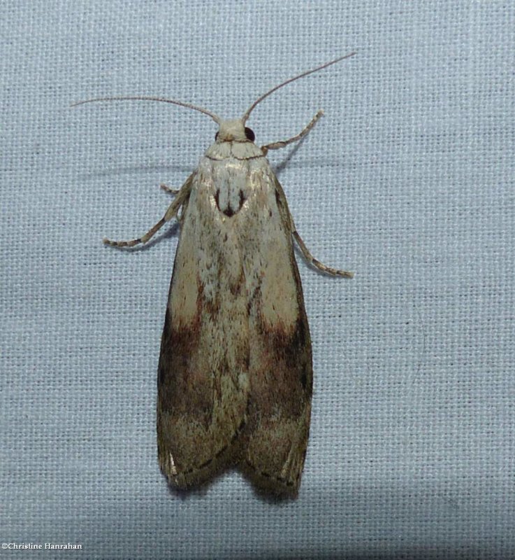 Bee moth (Aphomia sociella), #5629