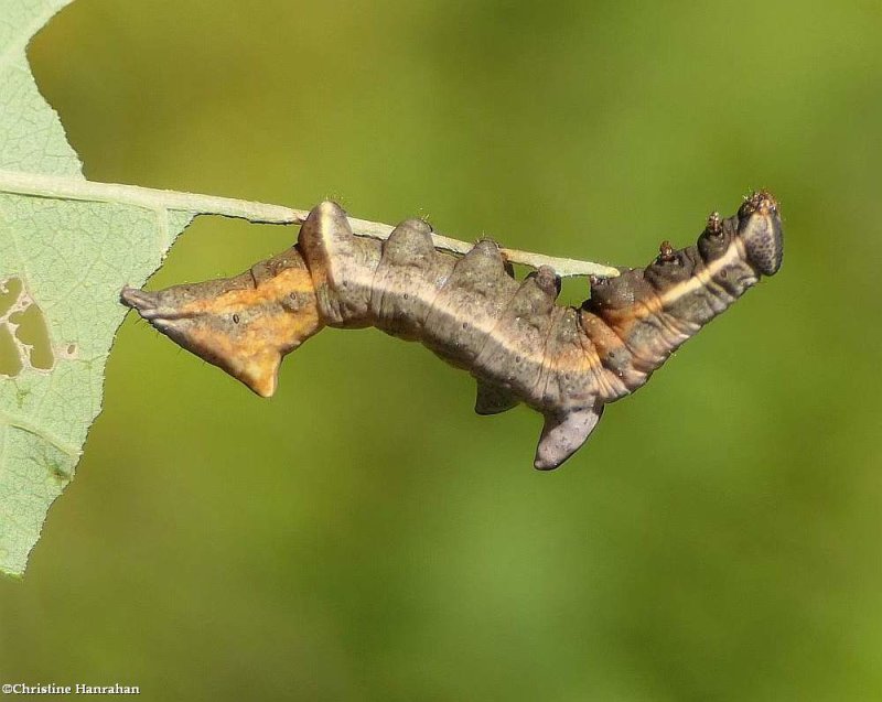 Finned willow prominent moth caterpillar (Notodonta scitipennis), #7926