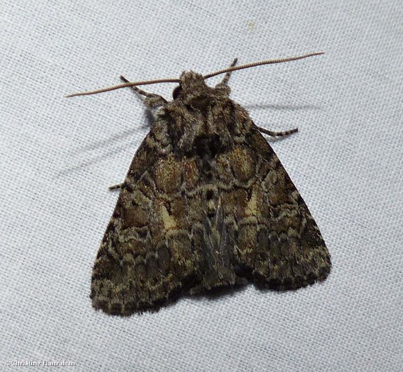 Disparaged arches moth (Orthodes detracta), #10288