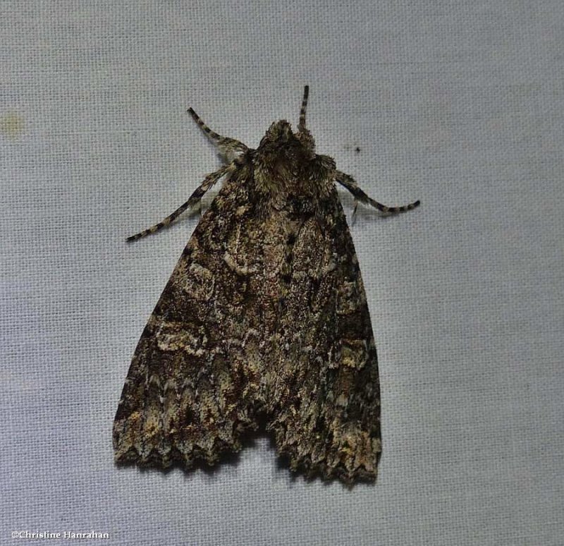 Cloudy arches moth (Polia imbrifera), #10276