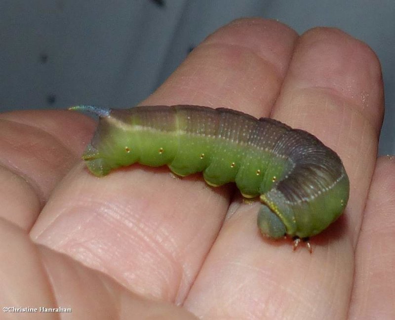 Hummingbird sphinx moth caterpillar (Hemaris thysbe), #7853