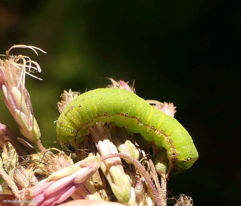 Dusky groundling moth caterpillar (Condica vecors), #9696
