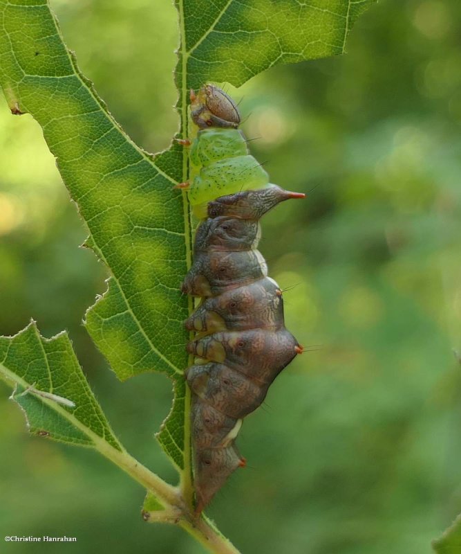 Morning glory prominent moth caterpillar (Schizura ipomaeae), #8005