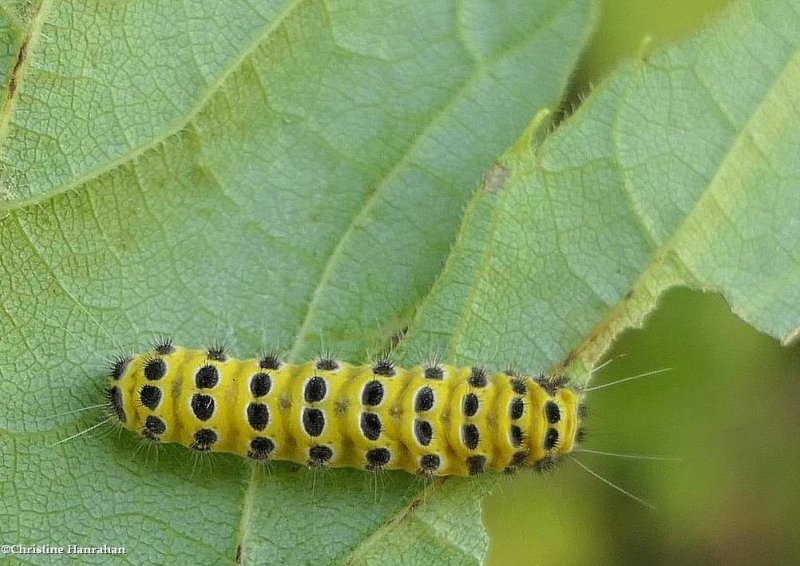 Grape leaf skeletonizer moth caterpillar (Harrisina americana),  #4624