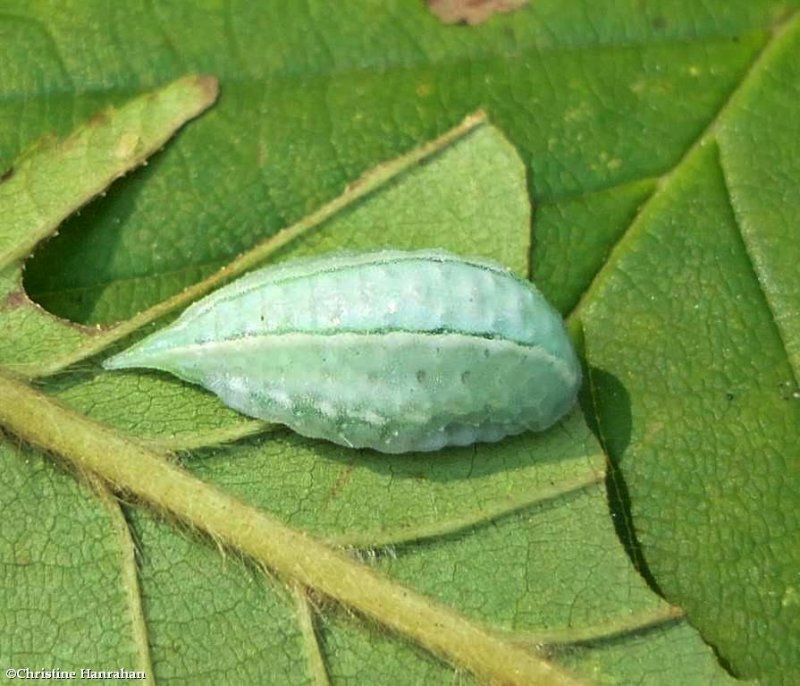 Jeweled tailed slug moth caterpillar (Packardia geminata), #4659