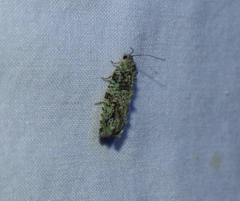 Maple twig borer moth  (Proteoteras aesculana), #3230
