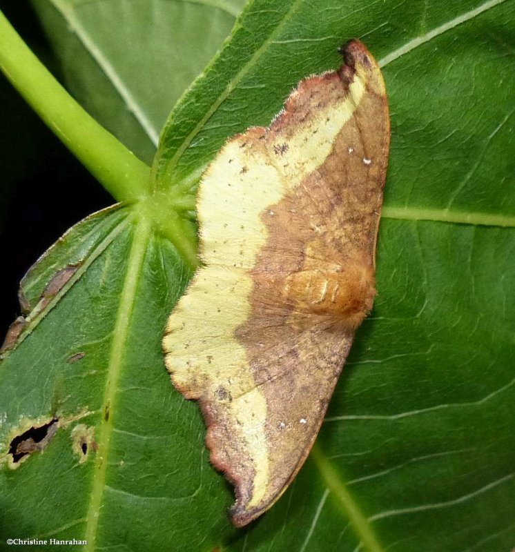 Rose hooktip  moth (Oreta rosea), #6255