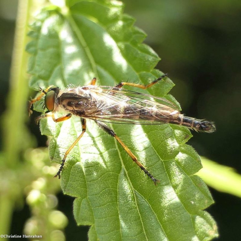 Robber fly (Neoitamus flavofemoratus)