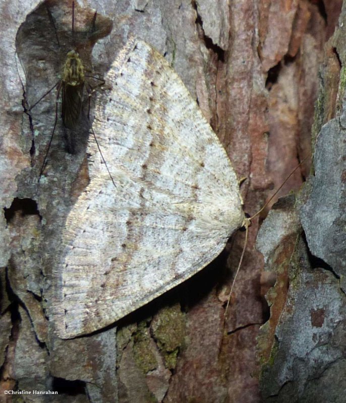 Pale alder moth (<em>Tacparia detersata</em>), #6807