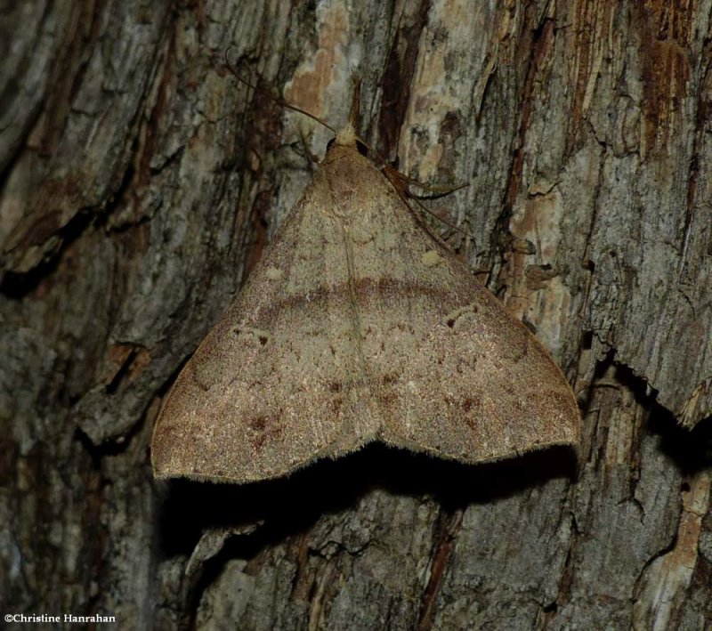 Discolored renia moth (Renia discoloralis), #8381