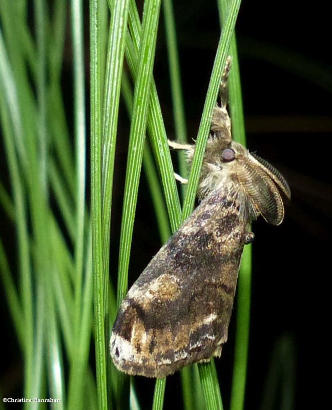 Tussock moth (Orgyia sp.)