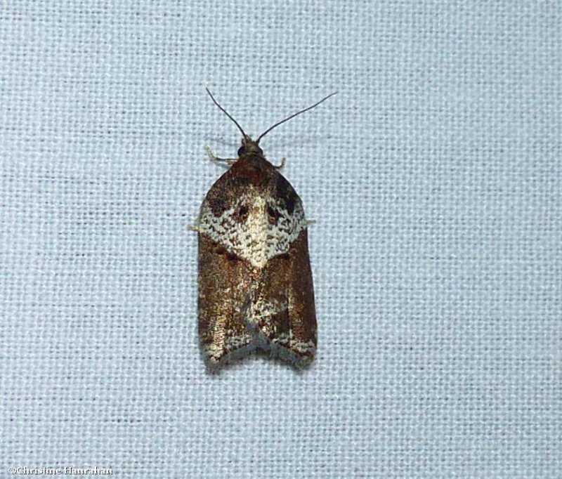 MacDunnough's Acleris  moth (Acleris macdunnoughi), #3506