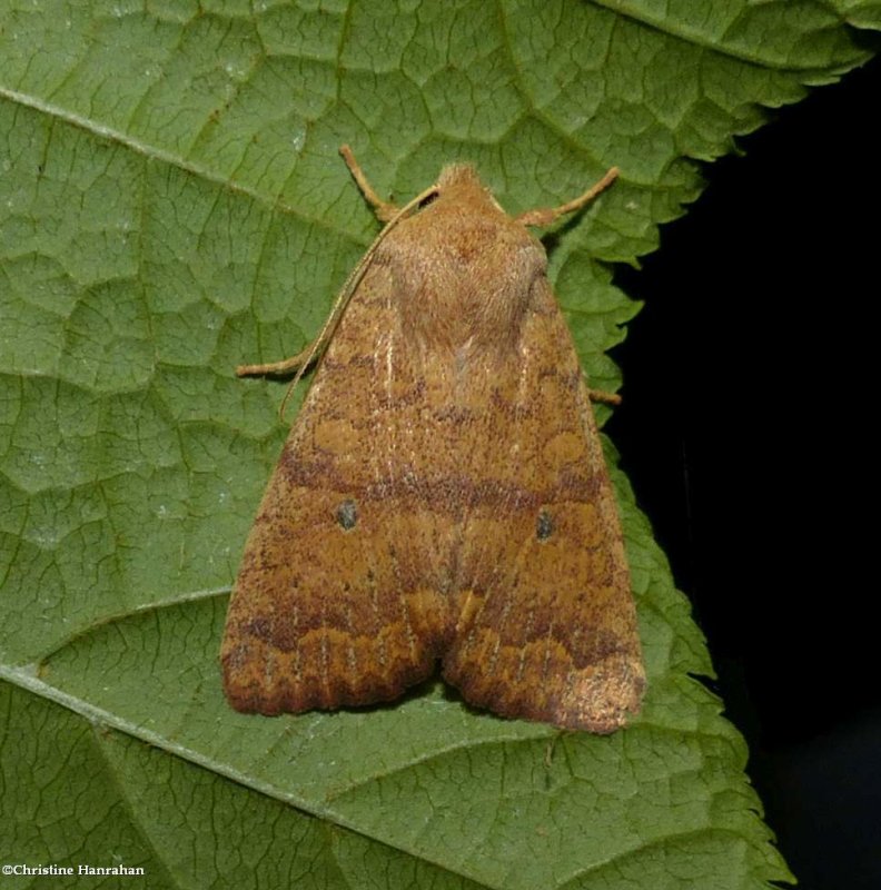 Bicolored sallow moth (Sunira bicolorago),  #9957