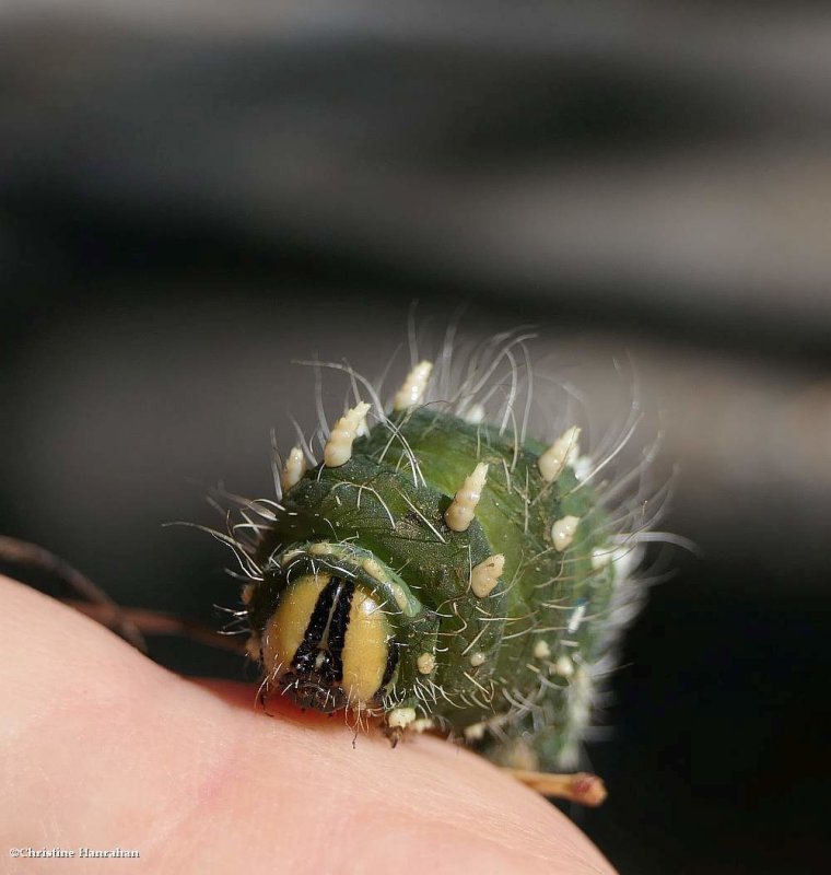 Pine imperial moth (Eacles imperialis pini), #7704