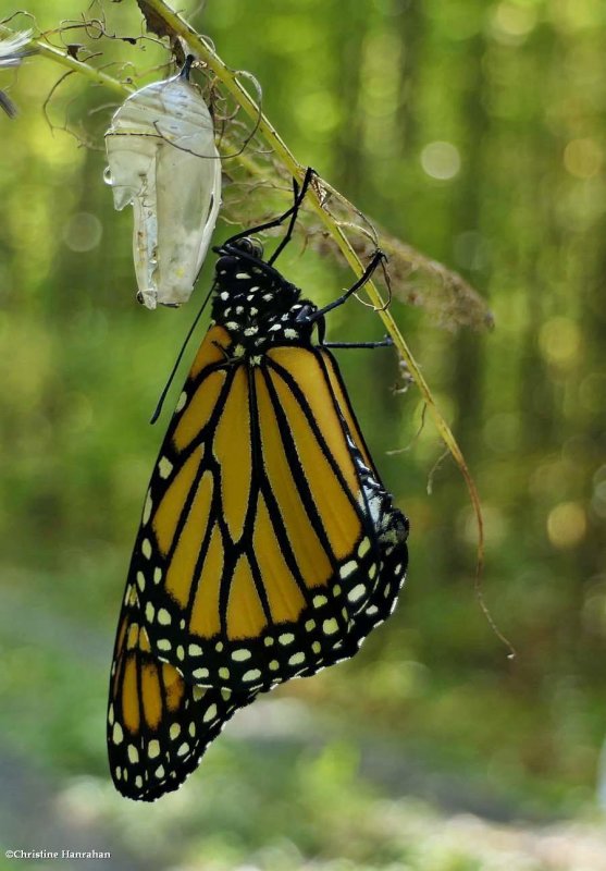 Monarch butterfly  (Danaus plexippus)
