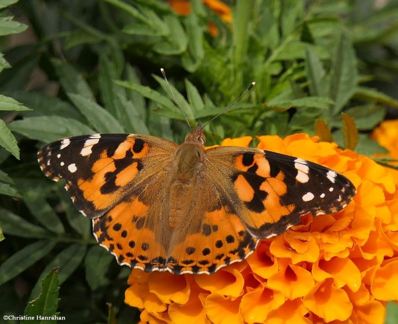 Painted lady butterfly (Vanessa cardui)