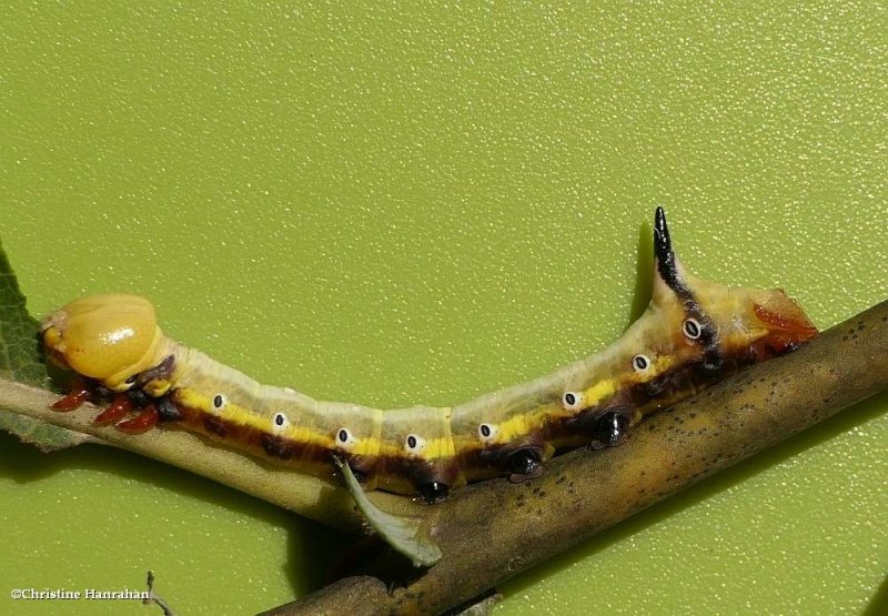 False sphinx moth caterpillar  (Pheosia rimosa), #7922