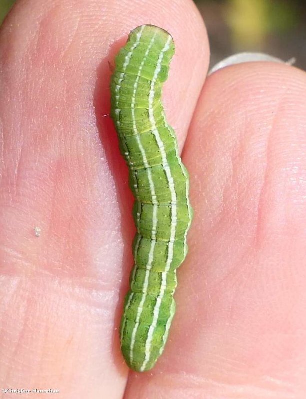 Cutworm moth caterpillar (Xestia)