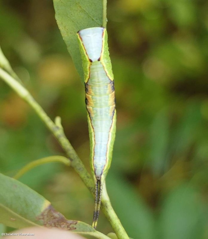 Western furcula moth caterpillar (Furcula occidentalis), #7939