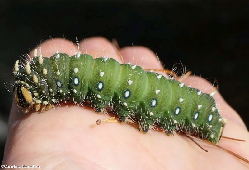 Pine imperial moth caterpillar (Eacles imperialis pini), #7704