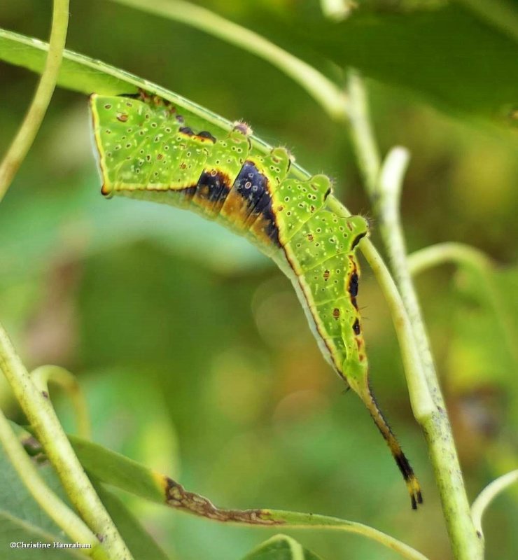 Western furcula moth caterpillar (Furcula occidentalis), #7939