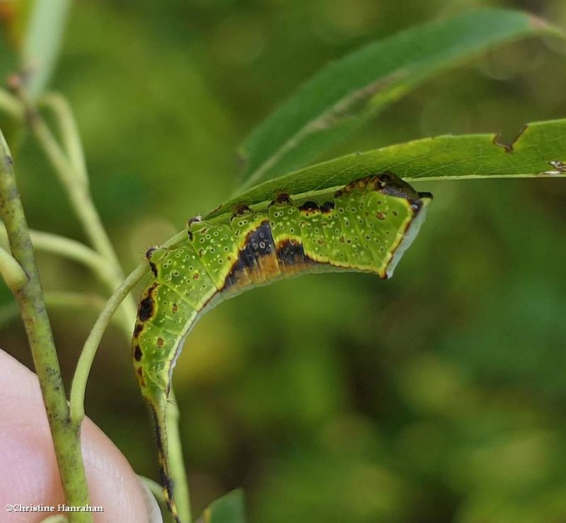 Western furcula moth caterpillar (Furcula occidentalis), #7939