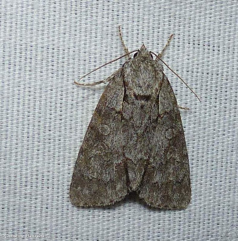 Gray dagger moth (Acronicta grisea), #9212