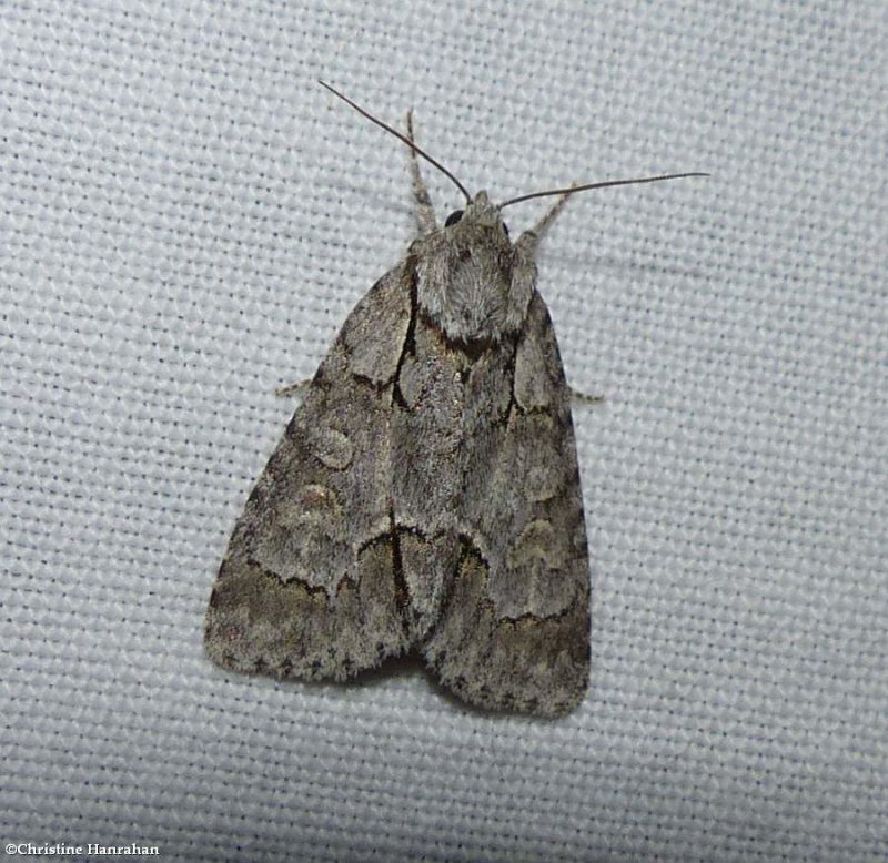 Gray dagger moth (Acronicta grisea), #9212