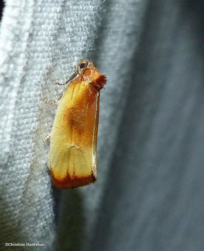 Ferruginous eulia moth ( Eulia ministrana), #3565