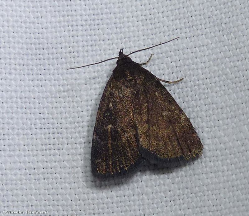 Rotund idia moth (<em>Idia rotundalis</em>), #8326