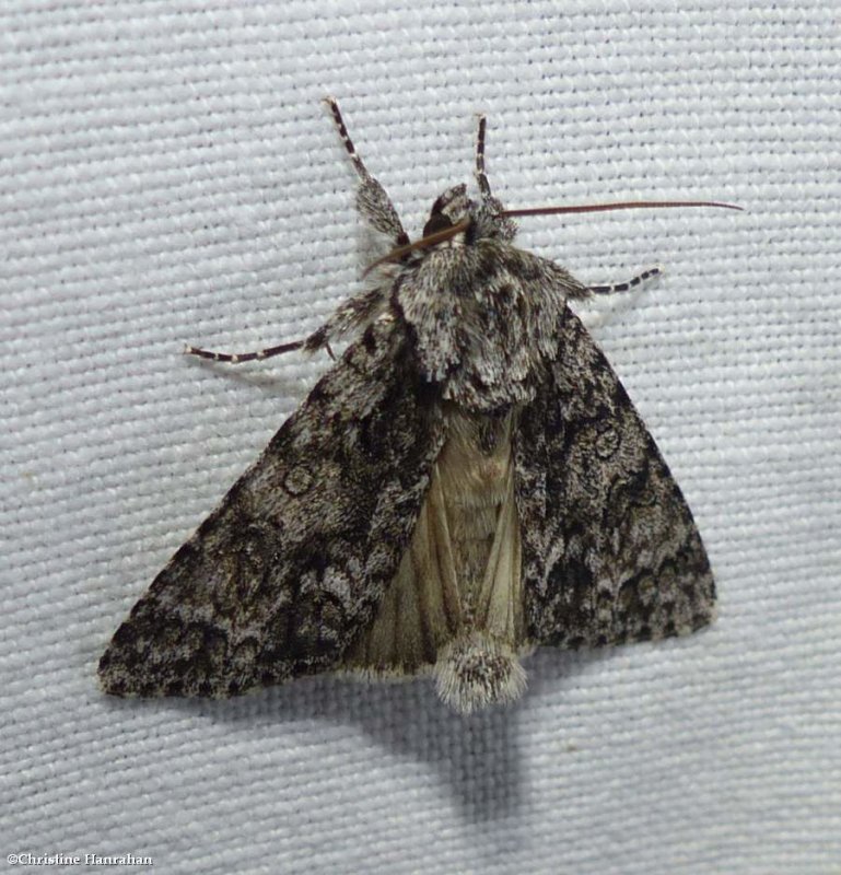 Impressed dagger moth (Acronicta impressa), #9261