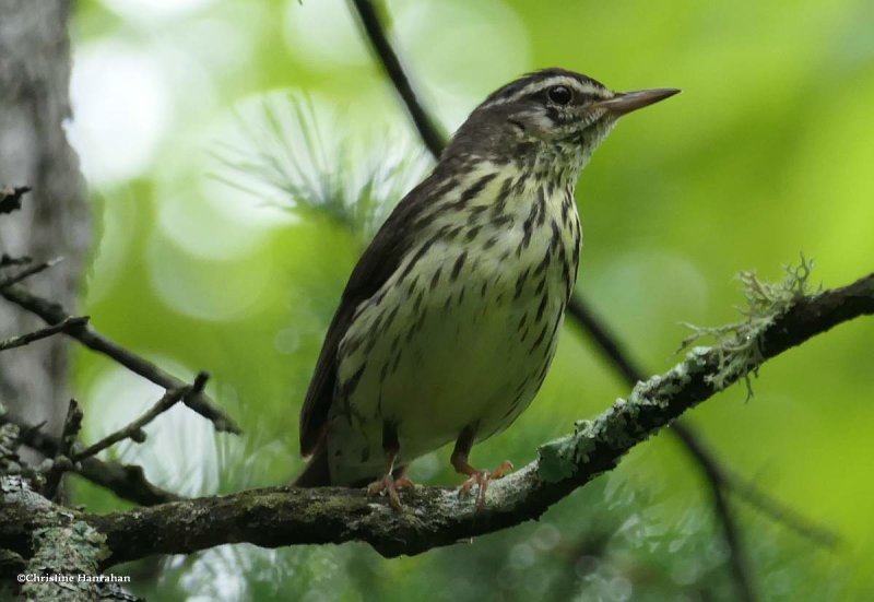 Northern waterthrush