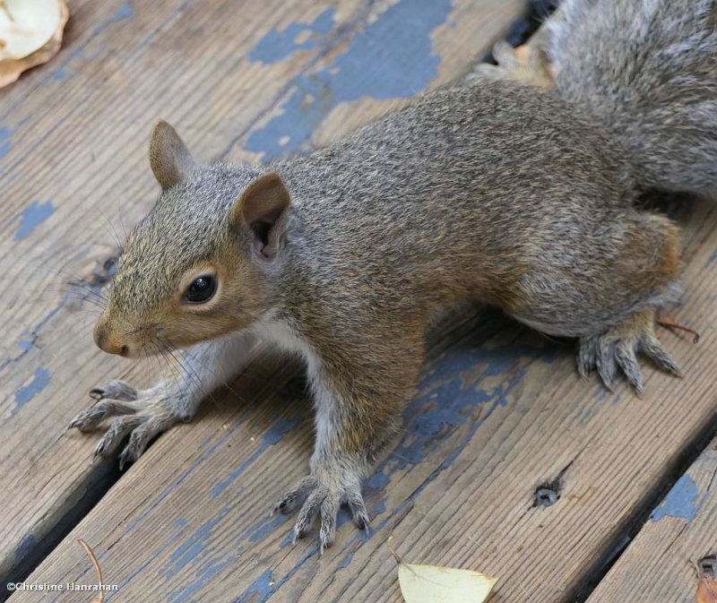 Grey squirrel (Sciurus carolinensis)