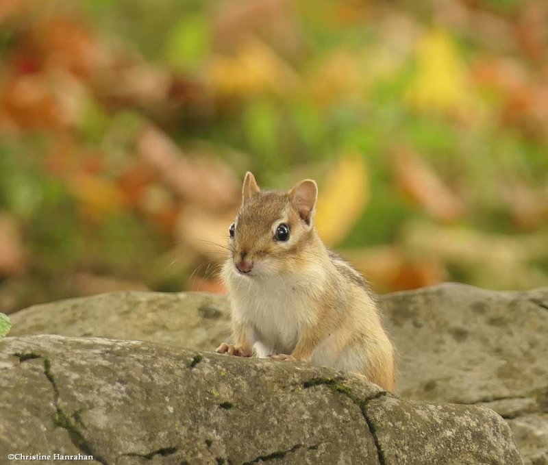 Eastern chipmunk (Tamias striatus)