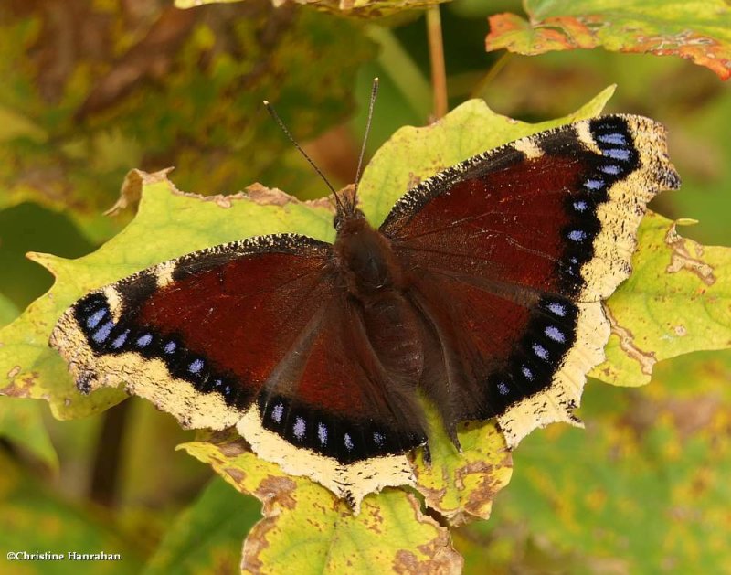 Mourning cloak butterfly   (Nymphalis antiopa)