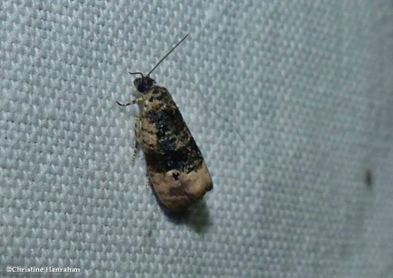 Pink-washed leafroller moth  (Hedya separatana),  #2860