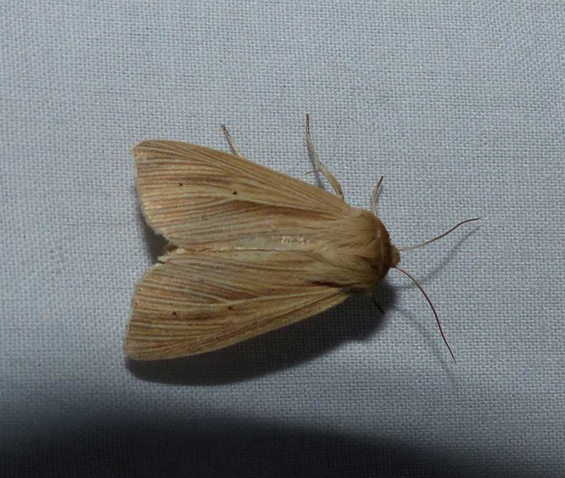 Lesser wainscot moth  (Mythimna oxygala), #10436