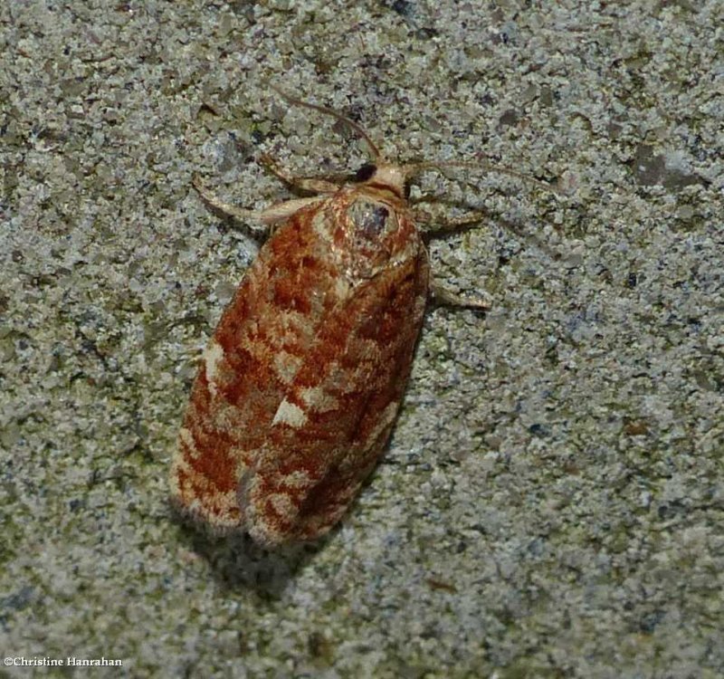Jack pine budworm moth (Choristoneura pinus), #3643