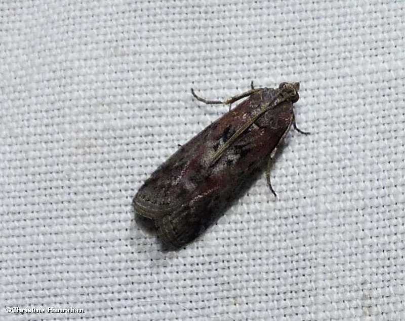 Black-spotted leafroller moth (Sciota virgatella), #5797