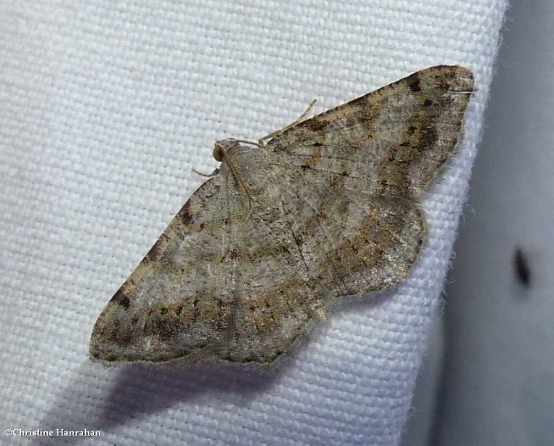 Faint-spotted angle moth  (Digrammia ocellinata), #6386