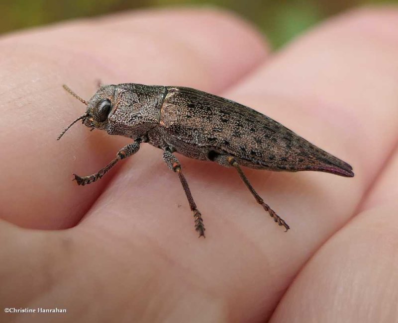 Metallic Wood-boring Beetles (Buprestidae)