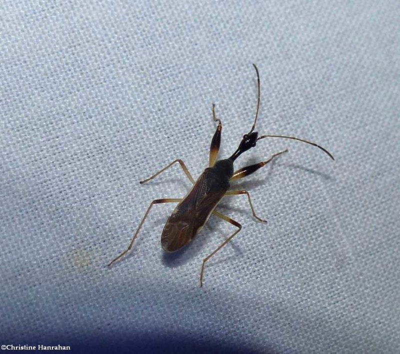Long-necked seed bug (Myodocha serripes)