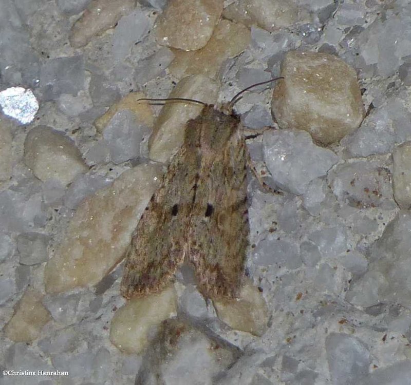 Dimorphic pinion moth (Lithophane patefacta), #9886