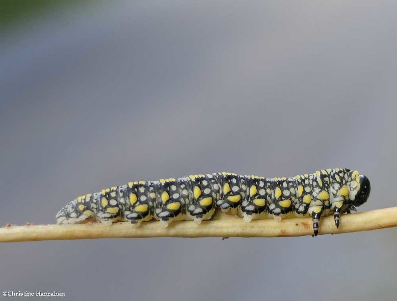 Introduced pine sawfly larva (Diprion similis)