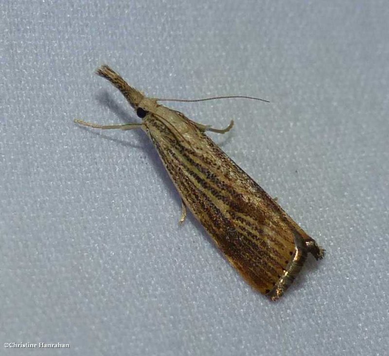 Crambid moth (subfamily Crambinae)